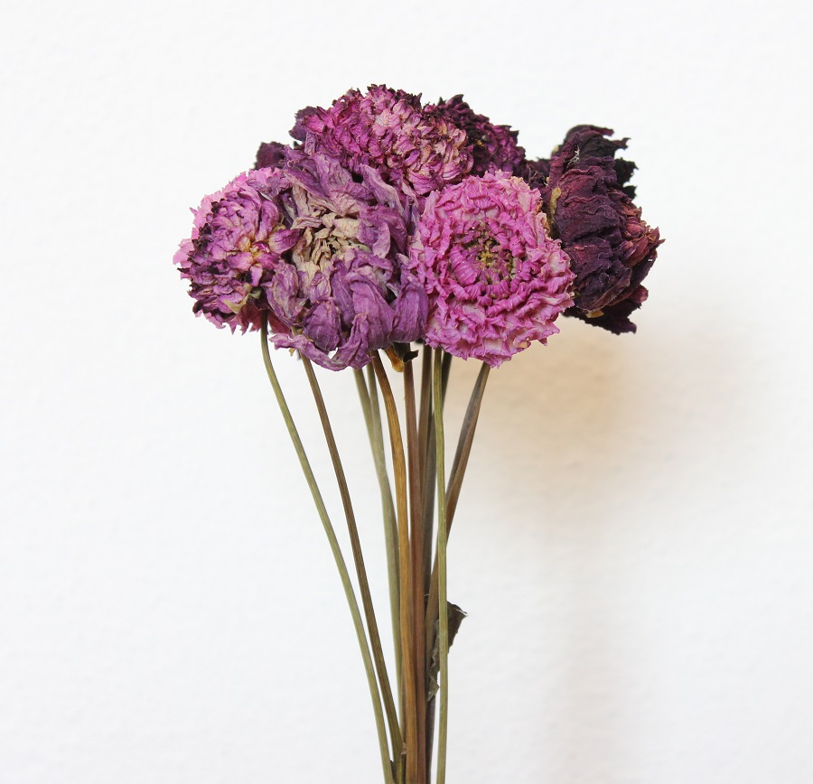 Sušené dálie fialové odtiene cca 10 ks